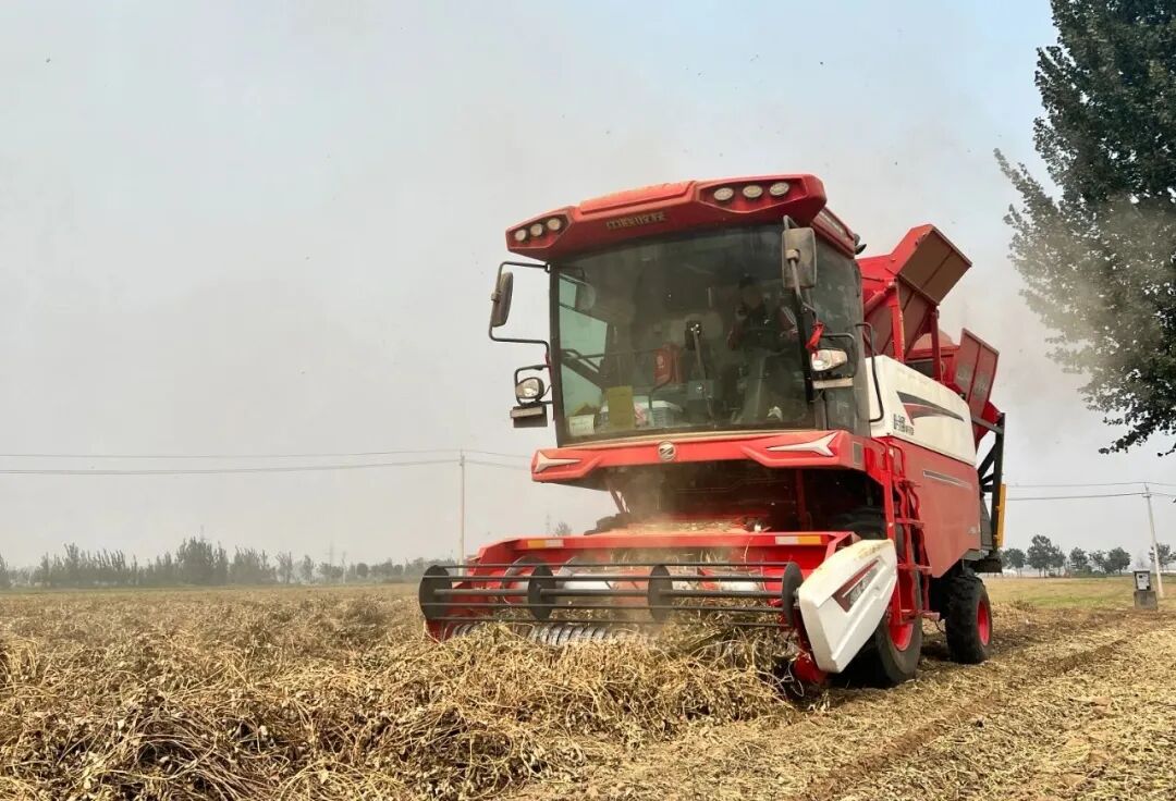 辽宁锦州张师傅：花生收获，还得是疯狂的猴子游戏网站收获