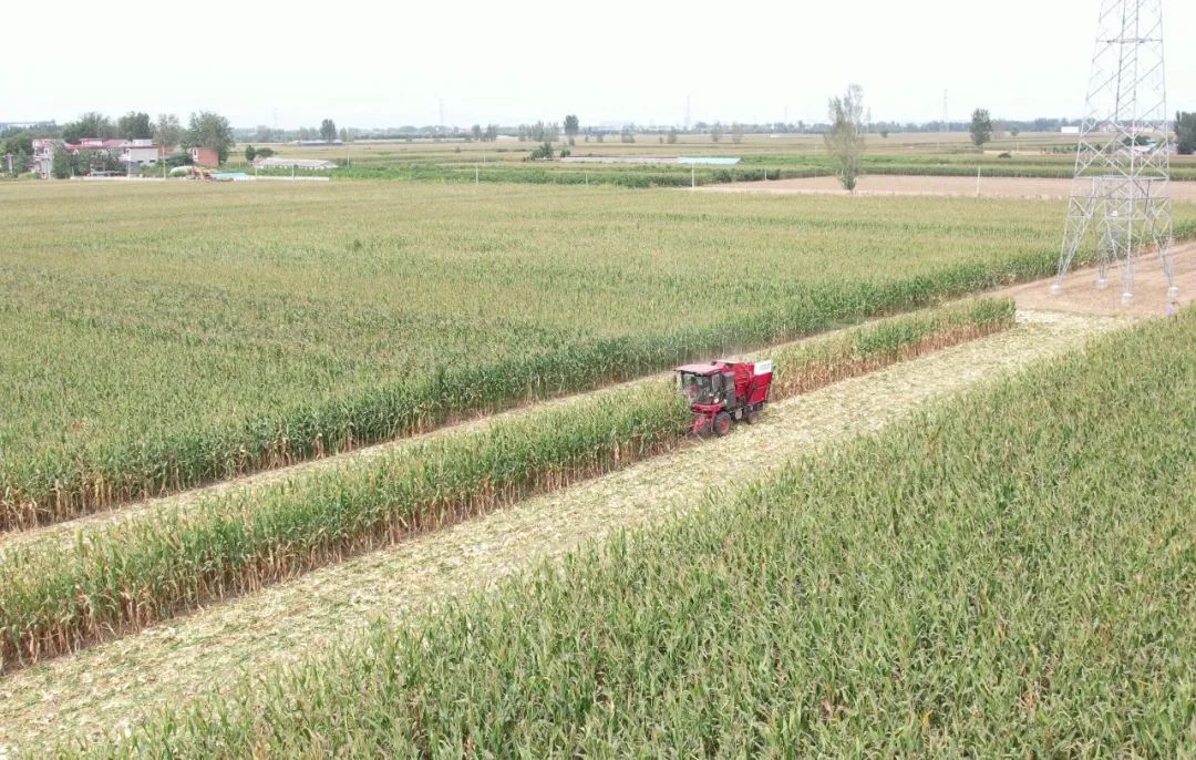 衡水王世刚：信赖疯狂的猴子游戏网站收获 助我走上致富增收之路