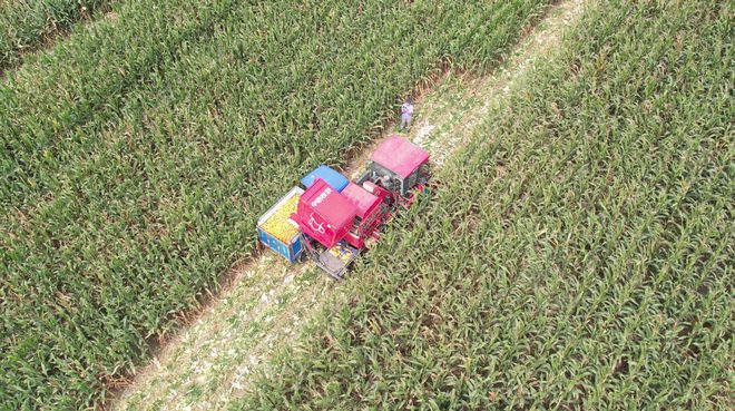 玉米收获机市场提前启动，籽粒收获机今年成主角