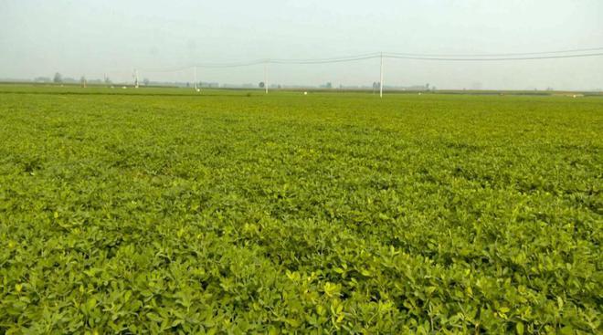 花生收获机行业“马太效应”凸显，强者恒强！(图2)