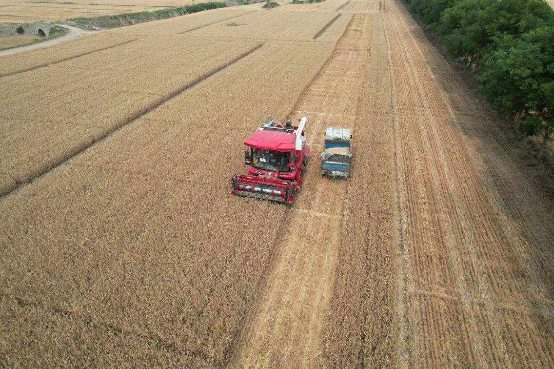 保定张振恒：我就是喜欢开收割机，新疆-9真不赖，动力足、售后