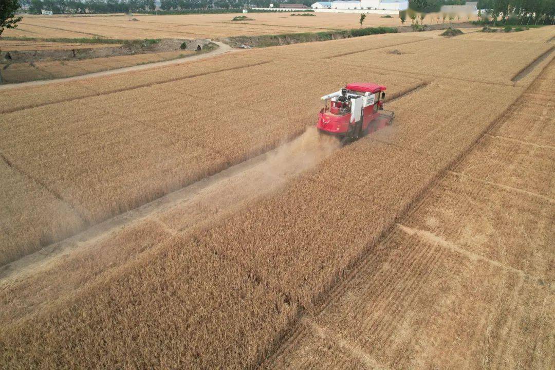 保定张振恒：我就是喜欢开收割机，新疆-9真不赖，动力足、售后服务好(图6)