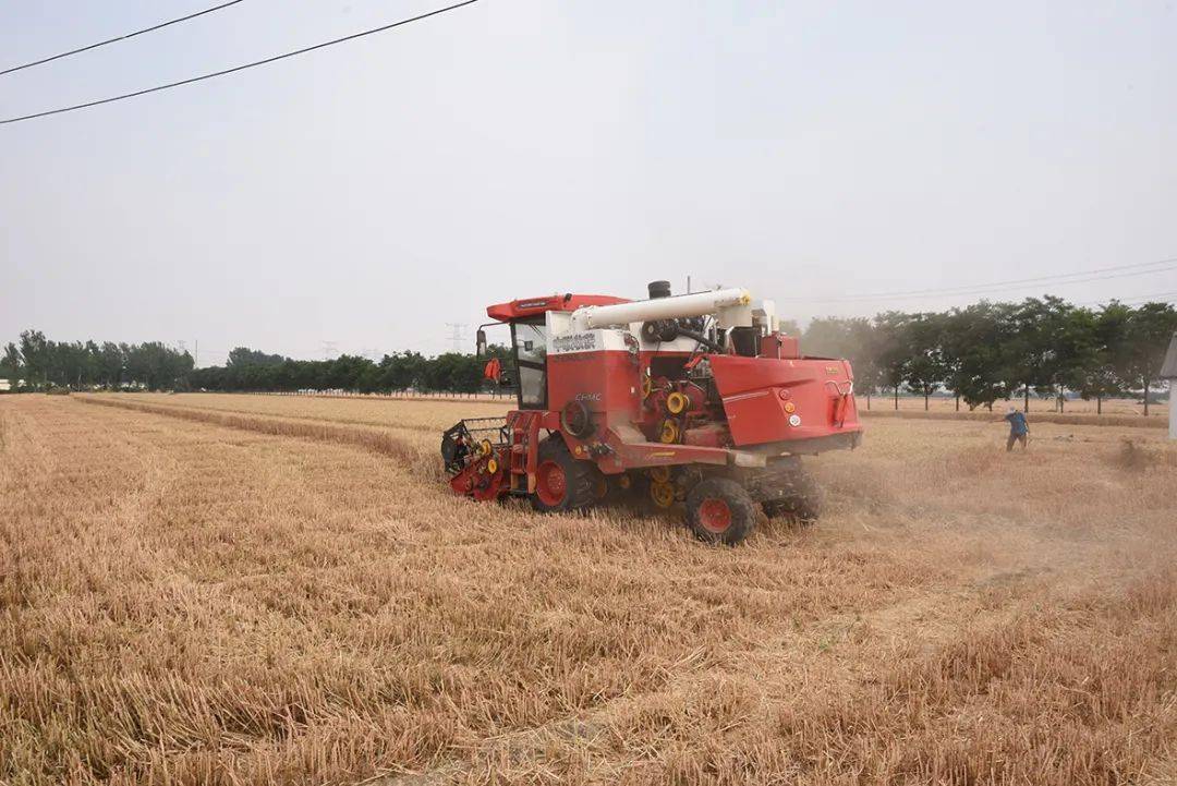 保定张振恒：我就是喜欢开收割机，新疆-9真不赖，动力足、售后服务好(图7)