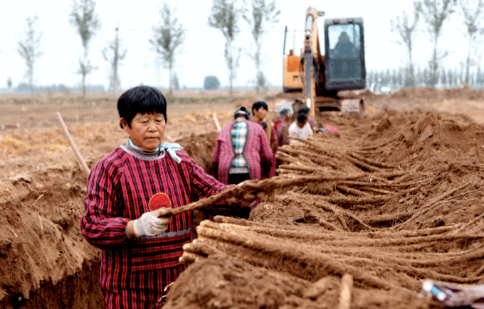 三十年老机手谈选玉米收割机诀窍：回本快、服务好 (图2)