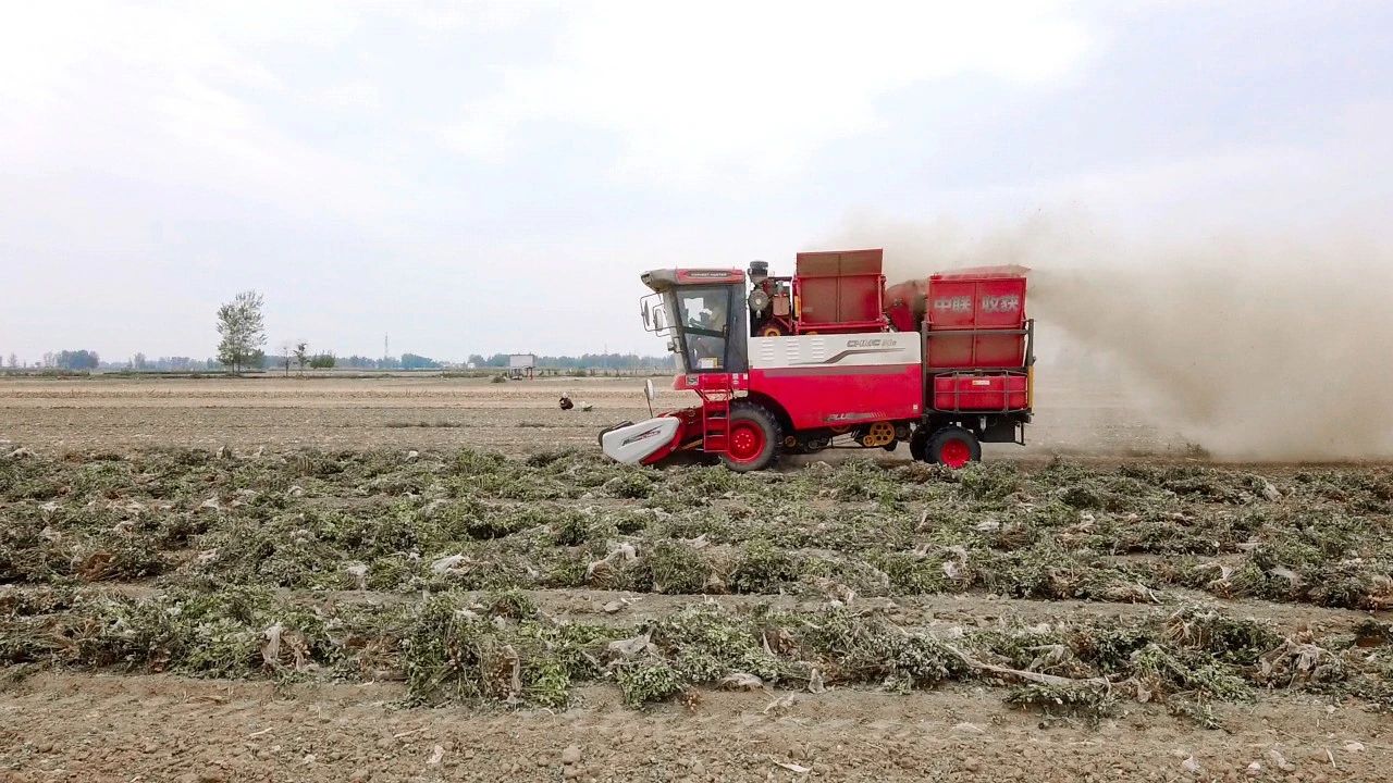 唐山丰南区王峰：故障少，马力大，每天140亩，疯狂的猴子游戏网站收获H6花生机真不错(图2)